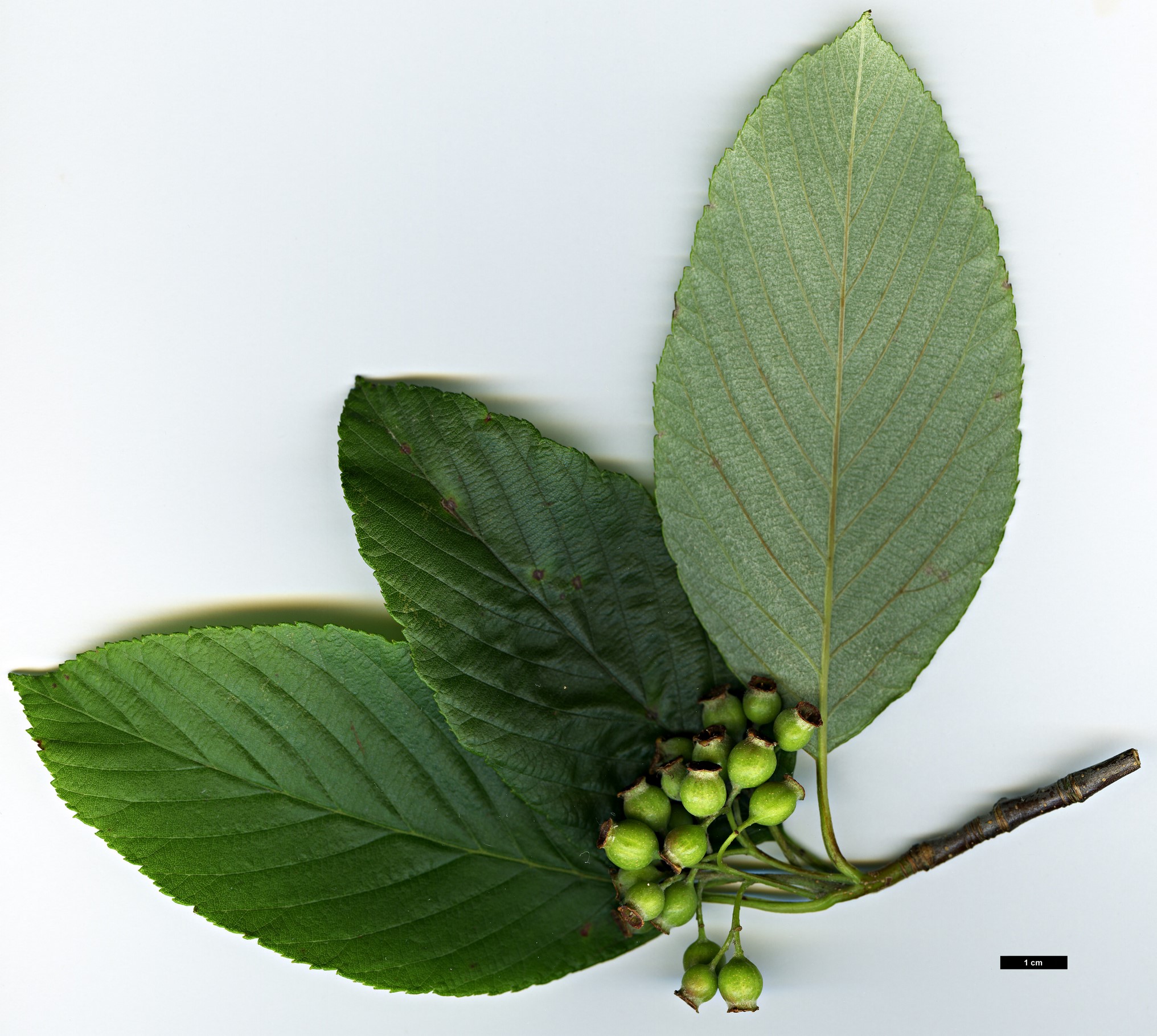 High resolution image: Family: Rosaceae - Genus: Sorbus - Taxon: coronata